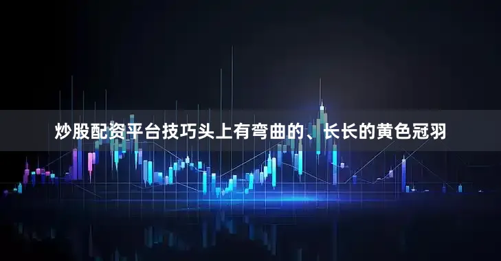 炒股配资平台技巧头上有弯曲的、长长的黄色冠羽